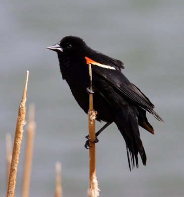 Red Wing Black Bird (Agelaius phoeniceus)