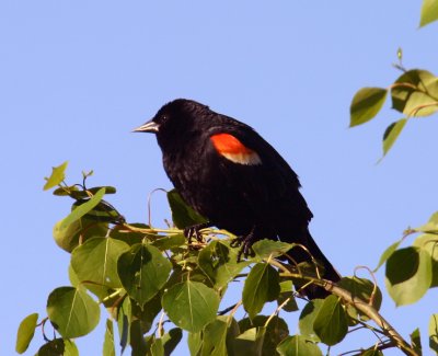 Red Wing Black Bird (Agelaius phoeniceus)