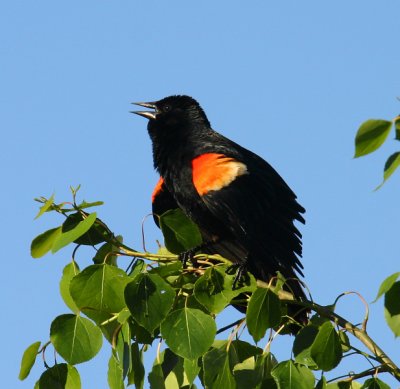 Red Wing Black Bird (Agelaius phoeniceus)