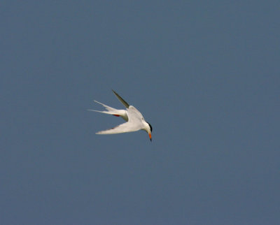 Common Tern (Sterna hirundo)