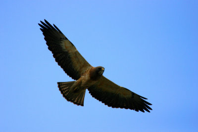 Swainson's Hawk (Buteo swainsoni)