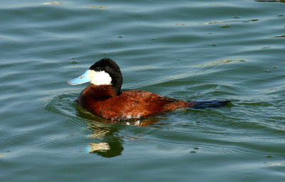 Ruddy Duck (Oxyura jamaicensis)