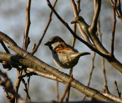 House Sparrow (Passer domesticus)