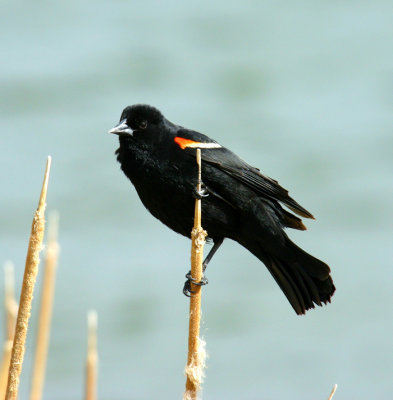 Red Winged Black Bird (Agelaius phoeniceus)