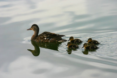 Mother and Chicks