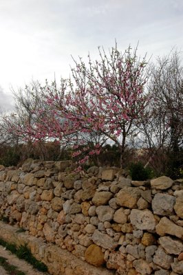 Cherry Blossoms at Ggantija