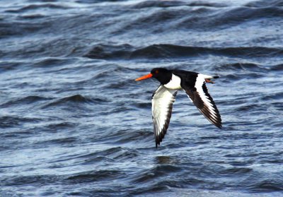 Eurasian Oystercatcher (Haematopus ostralegus)