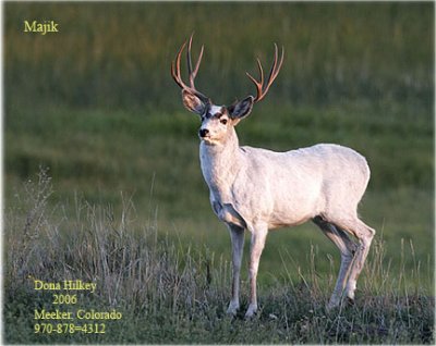 White Mule Deer Buck near Meeker, Colorado