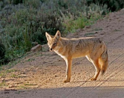 Early morning coyote