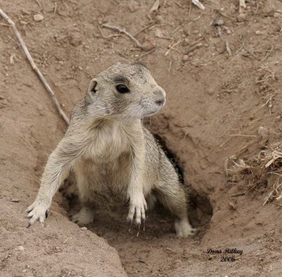 White-tailed Prairie Dog 06