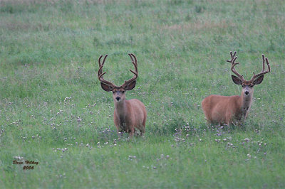 Mule Deer Bucks in August 06
