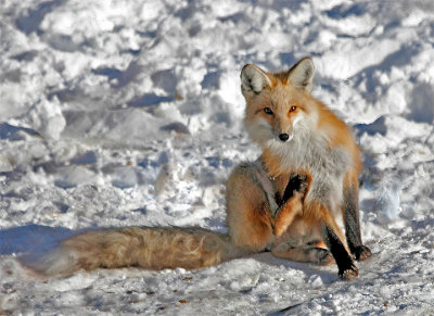 Itchy Red Fox 