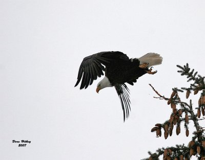 Bald Eagle launching from a spruce 07