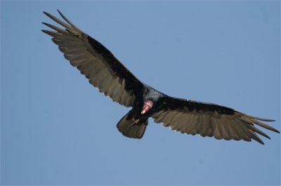Grinning Turkey Vulture 06