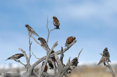Rosy-finches 06