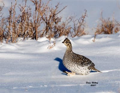Sharp-tailed Grouse 1 07