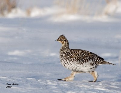 Sharp-tailed Grouse 2 07