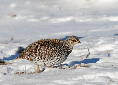 Sharp-tailed Grouse 3 07