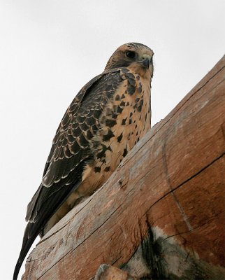 Young Swainson's Hawk 06