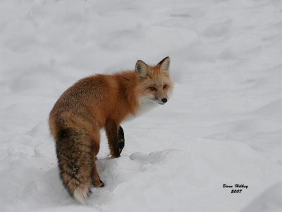 Red Fox in snow