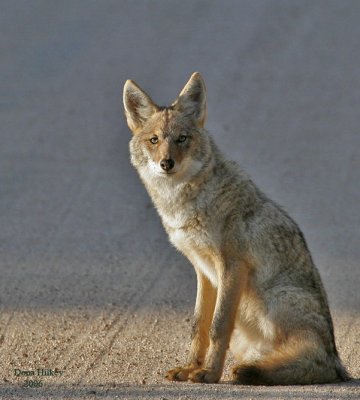 Coyote 06