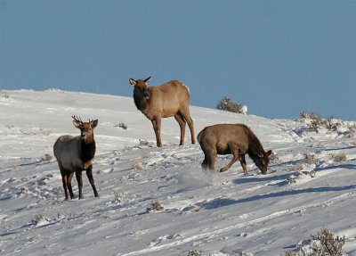Elk winter 07