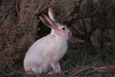 White-tailed Jack-rabbit 06