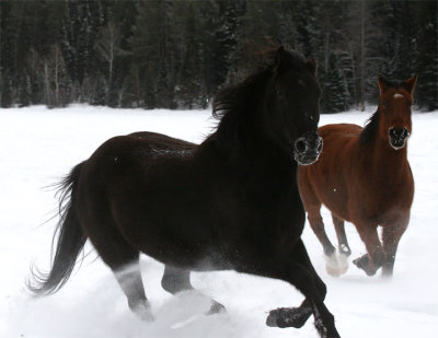 Two horses running in snow