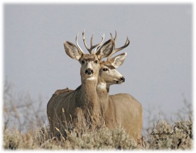 Mule Deer Bucks 06