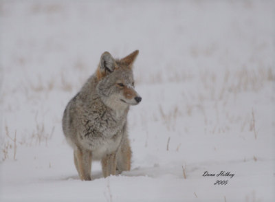 Coyote  in the snow