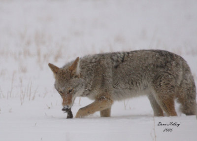 Coyote snack 