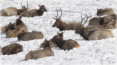 Elk napping 06
