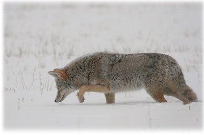 While doing the Roaring Fork CBC in 2005 we saw this coyote hunting in the snow.