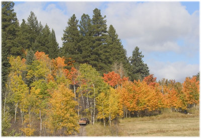 Fall colors and old truck 05