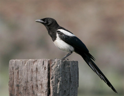 Magpie on a post