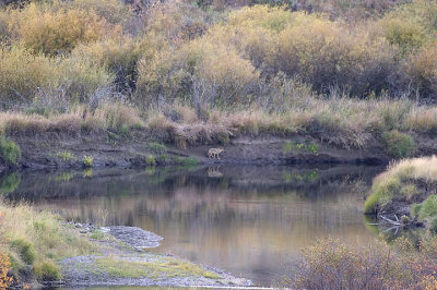 Coyote at dusk 05