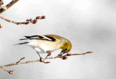 A. Goldfinch eating aspen buds 07