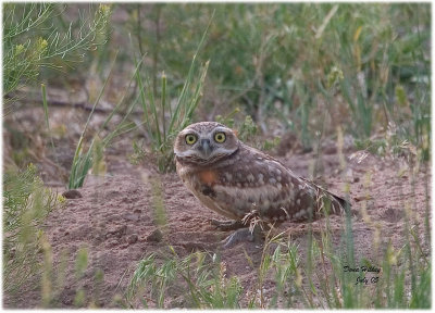 Burrowing Owl on ground