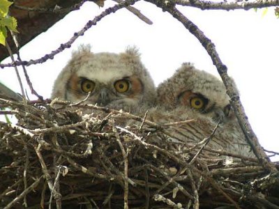 Great-horned owlets