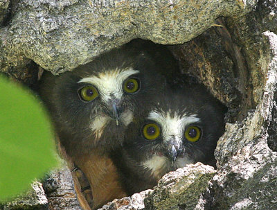 Two Saw-whet owlets close-up