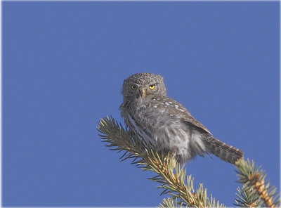 Northern Pygmy Owl 06
