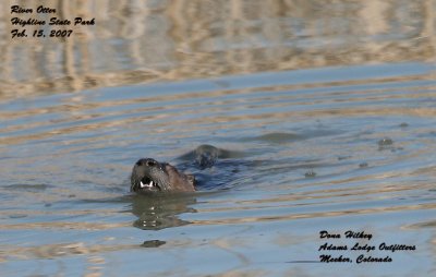Highline  River Otter