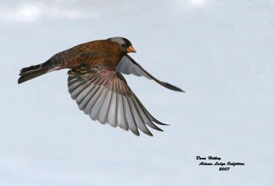Rosy-Finch  in flight 1