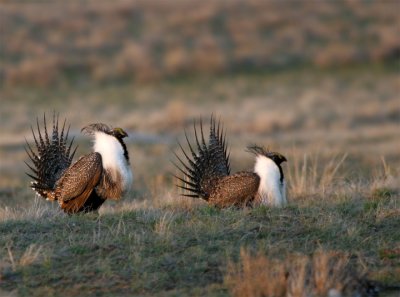Greater Sage Grouse displaying
