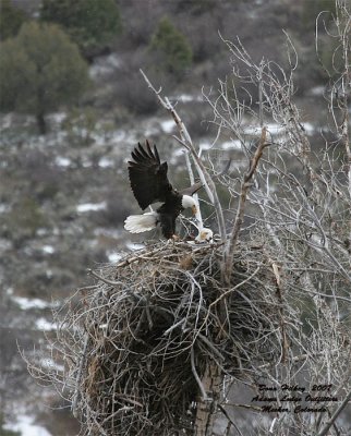 BAEA pair on nest