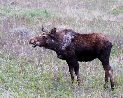 Moose in Spring