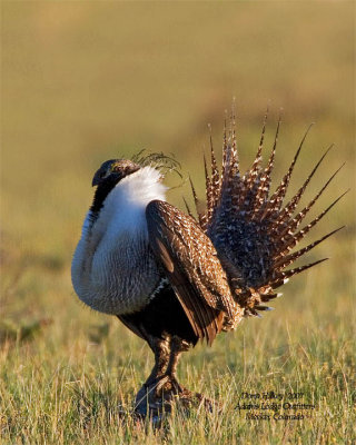 Greater Sage Grouse