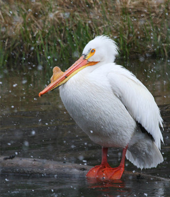 Pelican in the snow