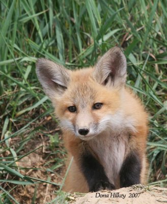 Young Red Fox