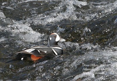 Harlequin Duck on the Yellowstone River